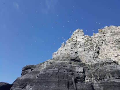 Birdlife @ Little Skellig - Skellig Walker Cruises